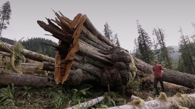 Un gros arbre coupé.