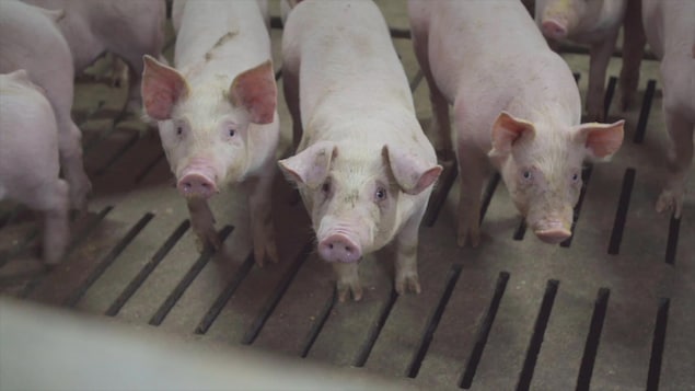 Trois porcelets dans un élevage de porc.