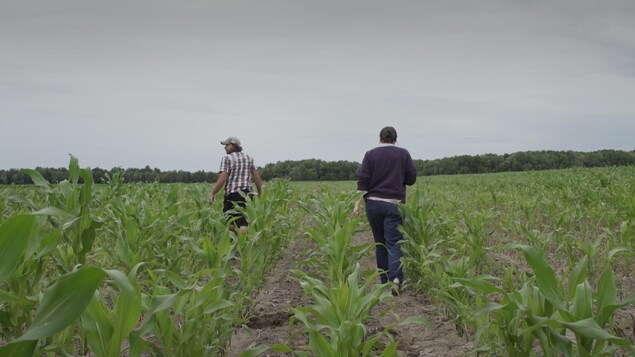 L'agronome Alexandre Couture et la journaliste Marie-Eve Maheu marchent dans un champ.