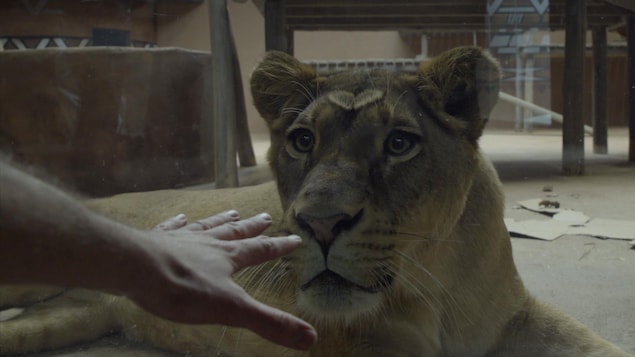 Un lion derrière une vitre regarde la main placée devant lui.
