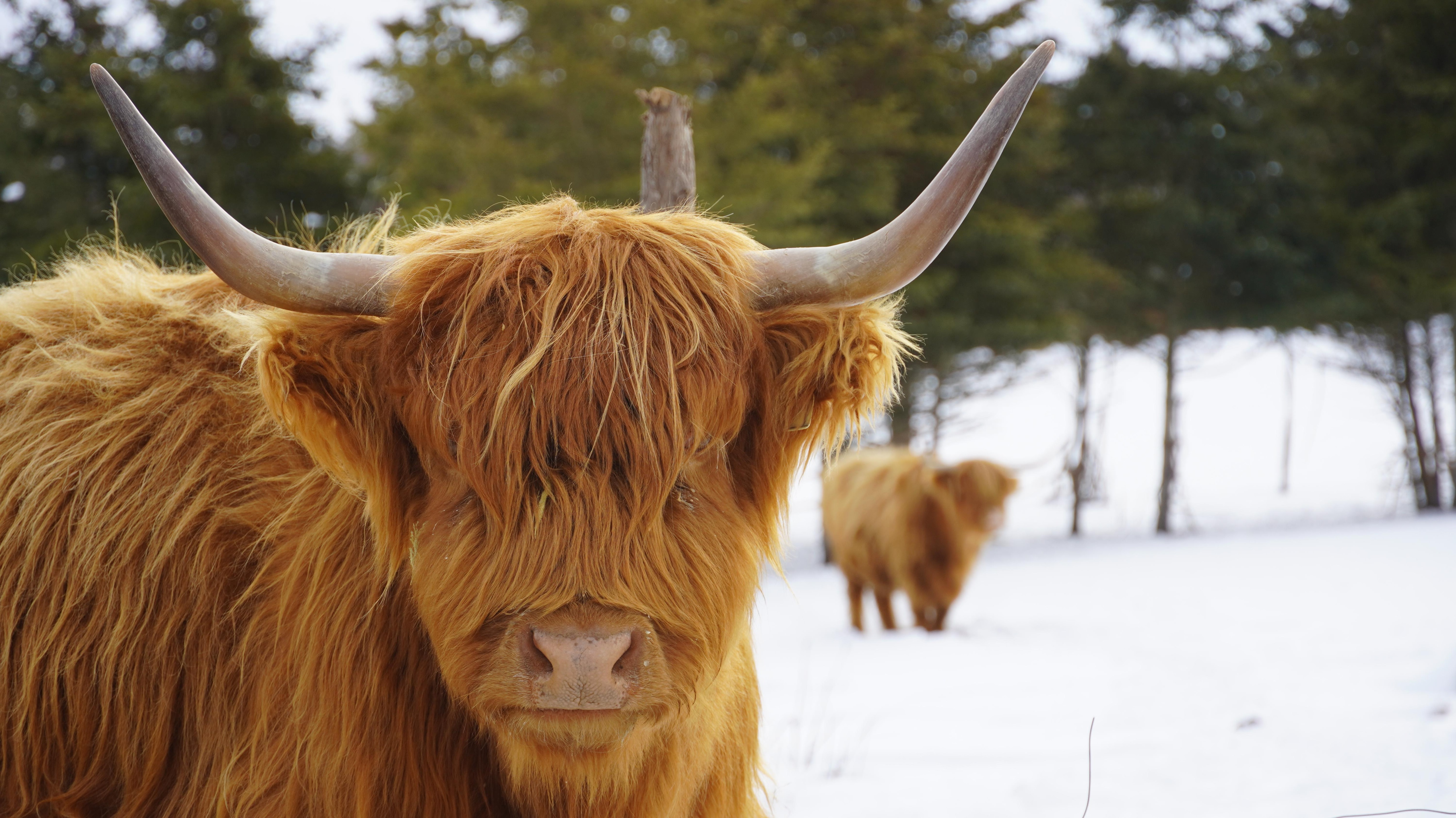 Des vaches highlands dans un champ l'hiver. 